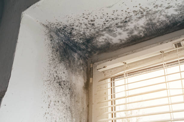 Affordable Mold Removal solutions in Broomes Island, MD